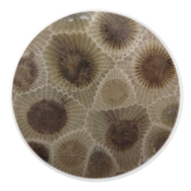 Petoskey Stone Knopp (Framsidan)