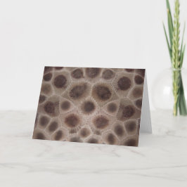 Petoskey Stone Kort