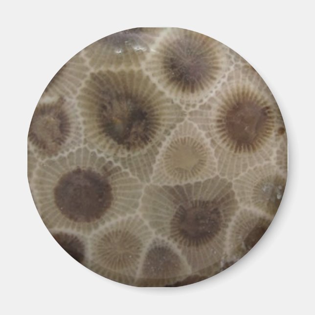 Petoskey Stone Magnet (Framsidan)