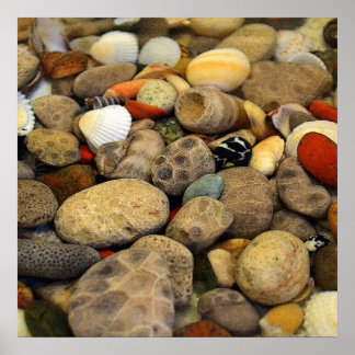 Petoskey Stones med Snäckor alla Poster