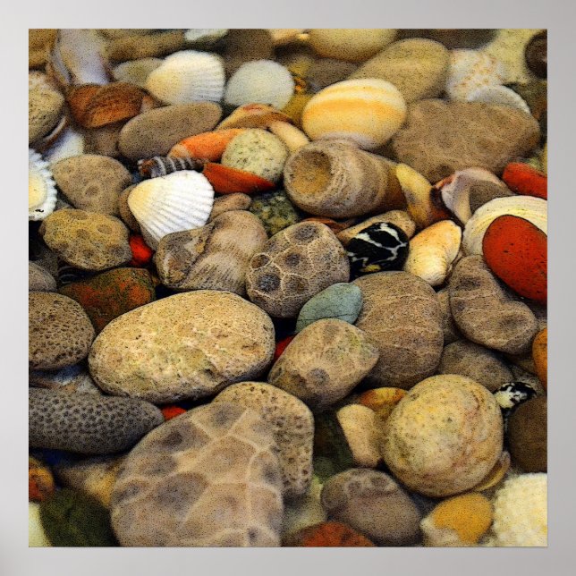 Petoskey Stones med Snäckor alla Poster (Framsidan)
