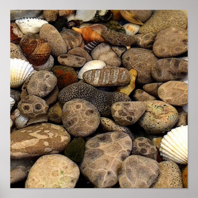 Petoskey Stones med Snäckor l Poster (Framsidan)