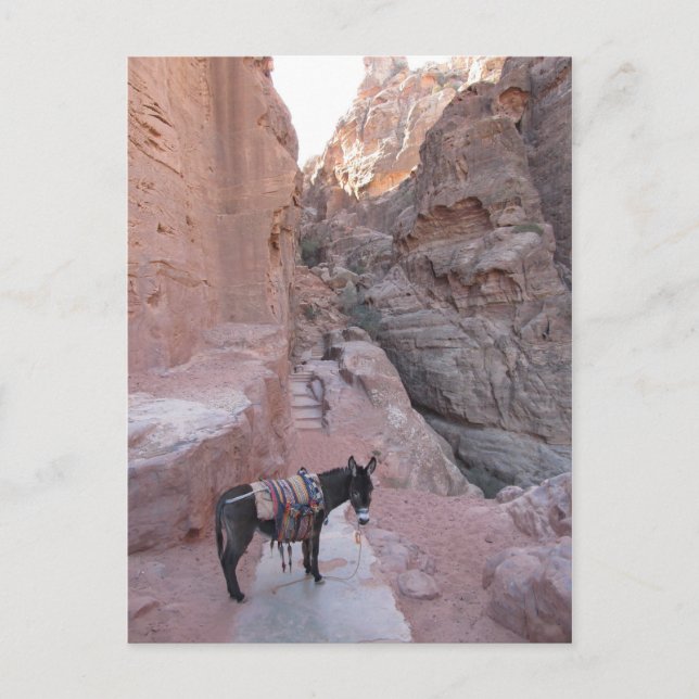 Petra Donkey Postcard Vykort (Framsida)