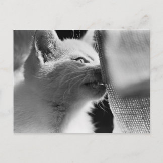 Petra Ferocious Vykort