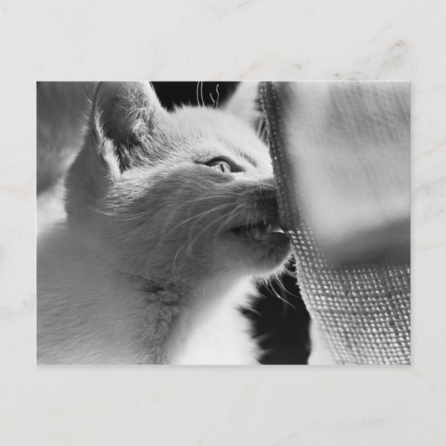 Petra Ferocious Vykort (Framsida)