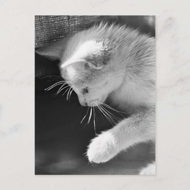 Petra Pozed Vykort (Framsida)