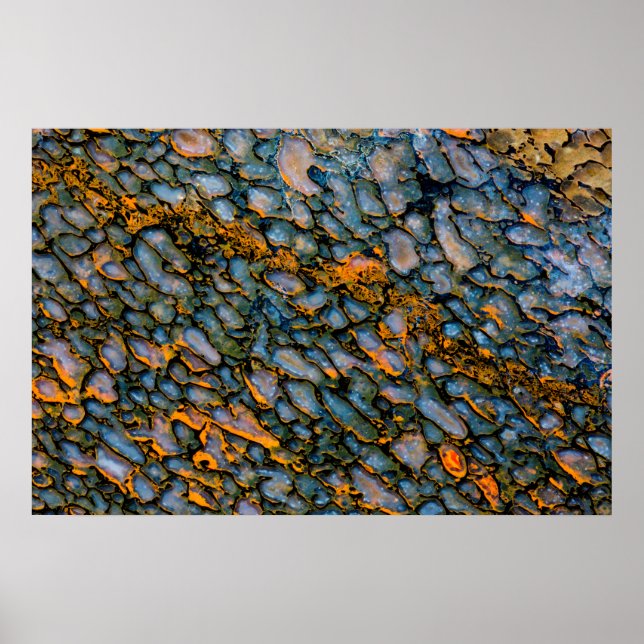 Petrified Dinosaur Bone Poster (Framsidan)