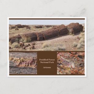 Petrified Forest, Arizona Vykort