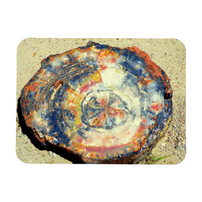 Petrified Forest National Park Magnet (Horisontell)