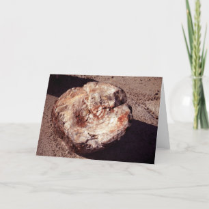 Petrified Wood Log med Shadows Arizona Photo Kort