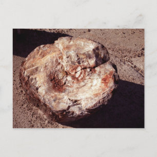 Petrified Wood Log med Shadows Arizona Photo Vykort