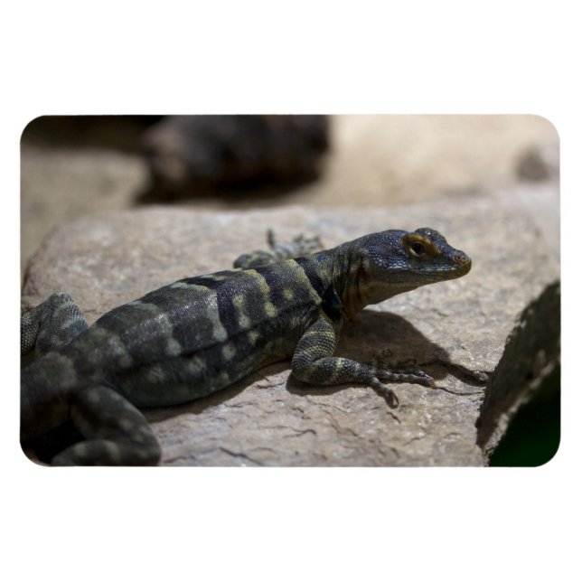 Petrosaurus thalassinus magnet (Horisontell)