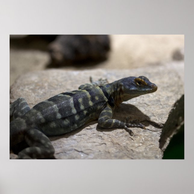 Petrosaurus thalassinus poster (Framsidan)