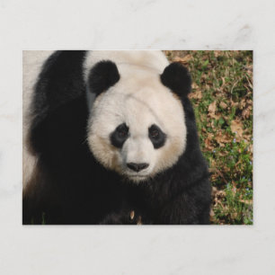 Petulant Panda Bear Vykort