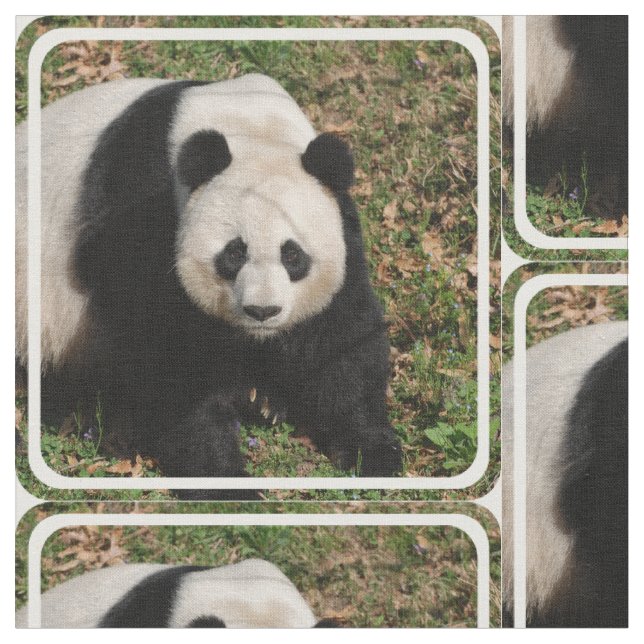 Petulant Pandabjörn Tyg (Närbild)