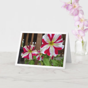 Petunia Blommor, röda stjärnor Kort