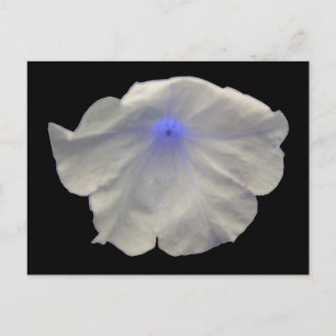 Petunia Blue Glow vycard Vykort