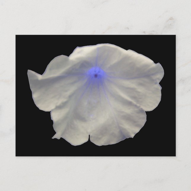 Petunia Blue Glow vycard Vykort (Framsida)