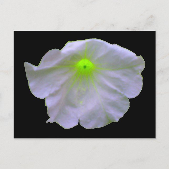Petunia Bright Grönt Postcard Vykort (Framsida)