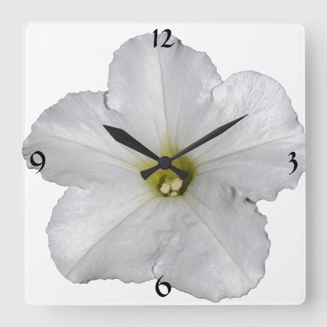 Petunia Flower-Blommigten Juldeka Vit Coola Fyrkantig Klocka (Framsida)