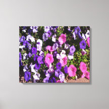 Petunia Flower Patch
