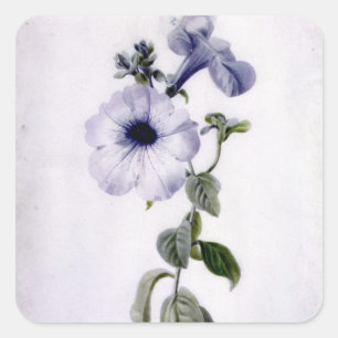 Petunia Fyrkantigt Klistermärke