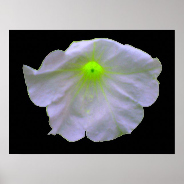Petunia Grönt Glow Poster (Framsidan)