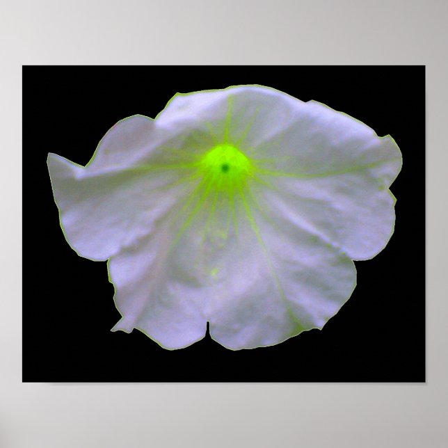 Petunia Grönt Glow Poster (Framsidan)