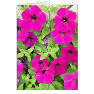 Petunia Hälsningskort