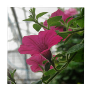 Petunia Kakelplatta