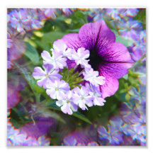 Petunia lila & vita blommor Fototryck