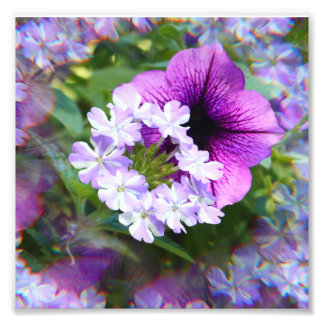 Petunia lila & vita blommor Fototryck