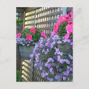 Petunia och Bacopa-vykort Vykort