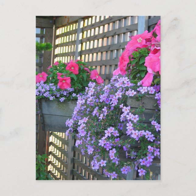 Petunia och Bacopa-vykort Vykort (Framsida)