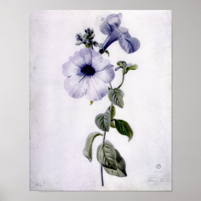 Petunia Poster (Framsidan)