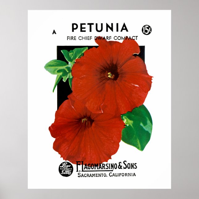 Petunia Poster (Framsidan)