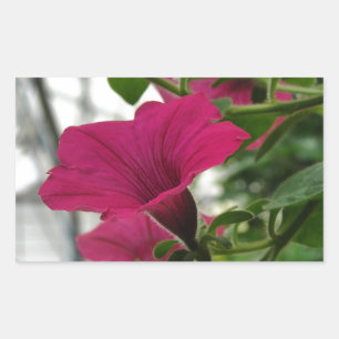 Petunia Rektangulärt Klistermärke