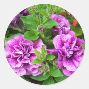 Petunia Tumbelina Julia Runt Klistermärke