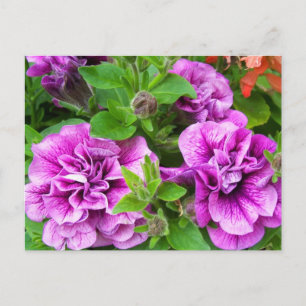 Petunia Tumbelina Julia Vykort