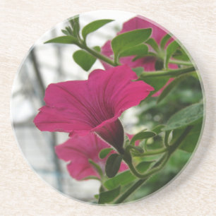 Petunia Underlägg