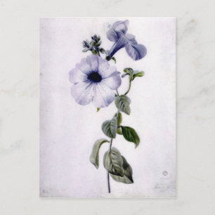 Petunia Vykort