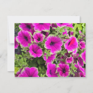 Petunia Vykort