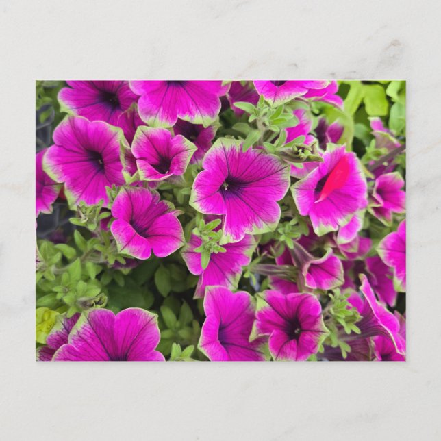 Petunia Vykort (Framsida)