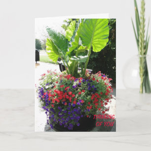 Petunias & Elephant Ear, du tänker Kort