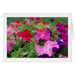 Petunias Hälsningskort
