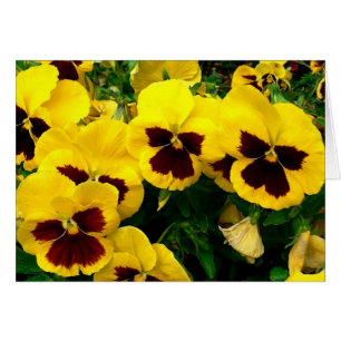 Petunias Hälsningskort