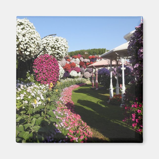 Petunias Magnet (Framsidan)