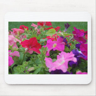 Petunias Musmatta