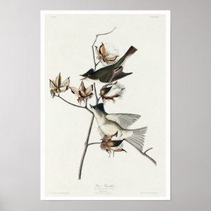 Pewit Flycatcher från Audubon Poster