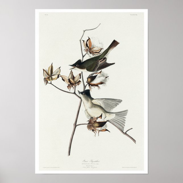 Pewit Flycatcher från Audubon Poster (Framsidan)
